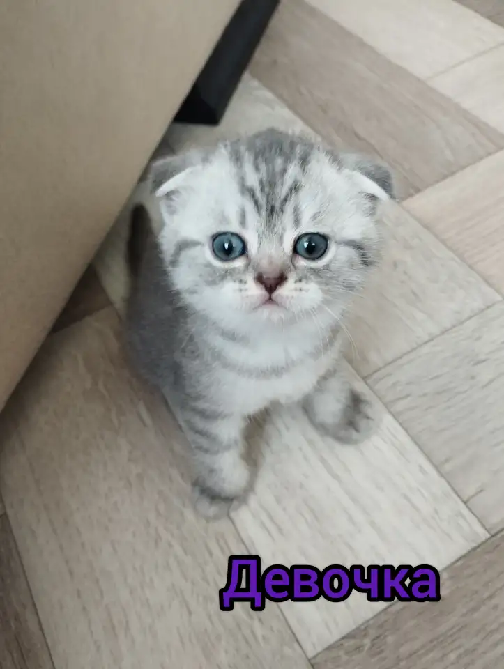 Шотландские котята, фотография 2