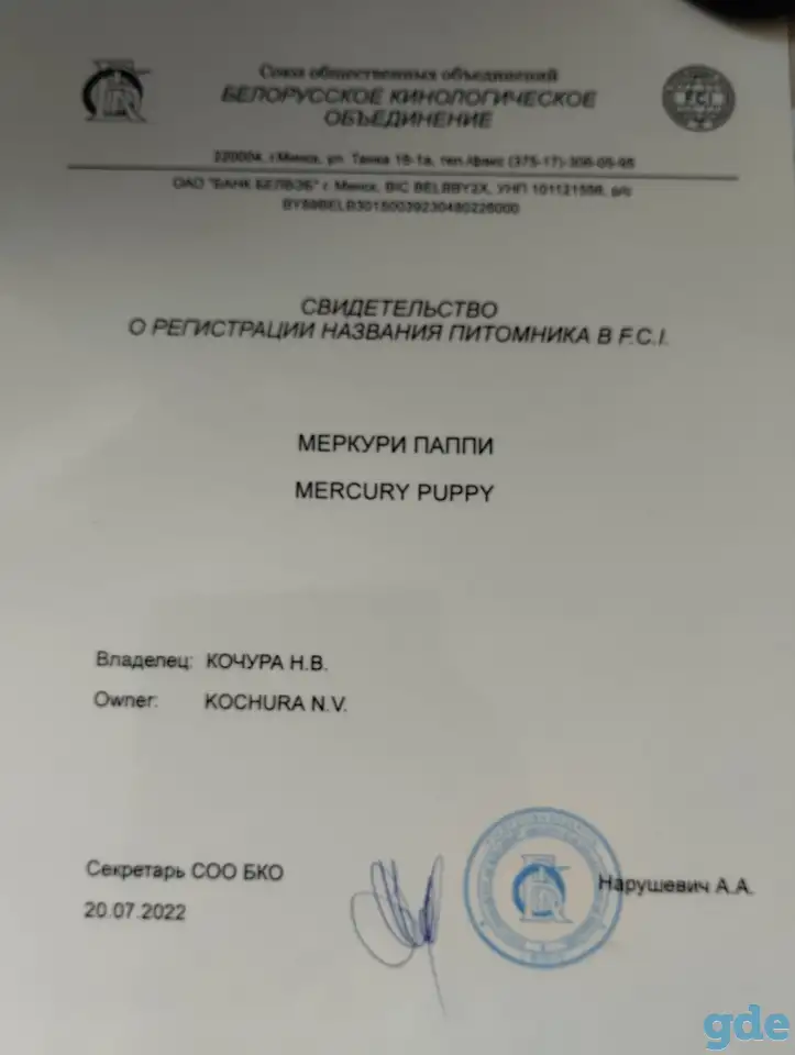 Щенки лабрадора, питомник, фотография 6
