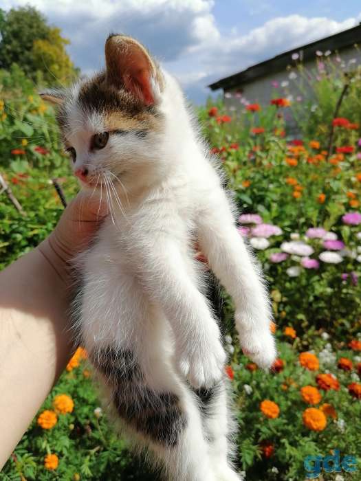 Отдам котят в добрые руки, фотография 1