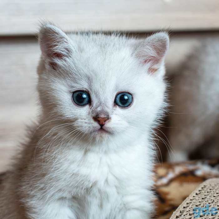Шотландский котенок мальчик, фотография 2