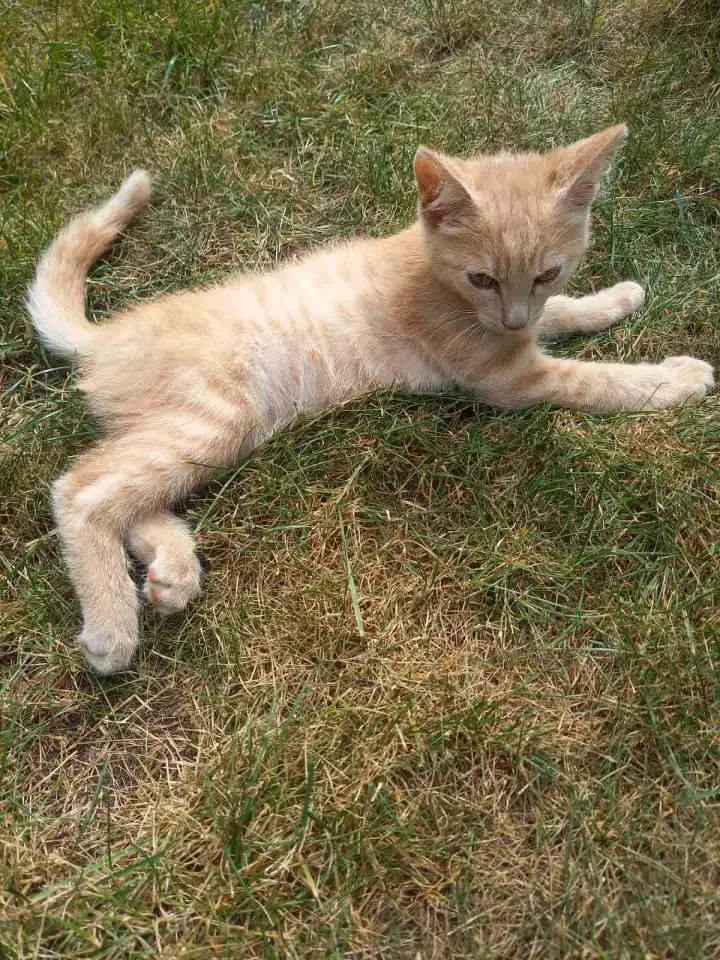 Котенок в добрые руки, фотография 1
