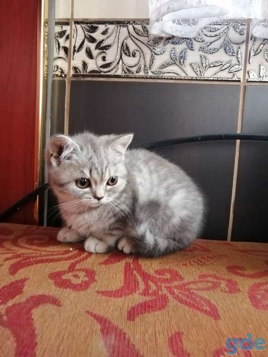 ШОТЛАНДСКИЕ КОТЯТА, фотография 3