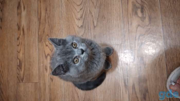 Котята, фотография 1