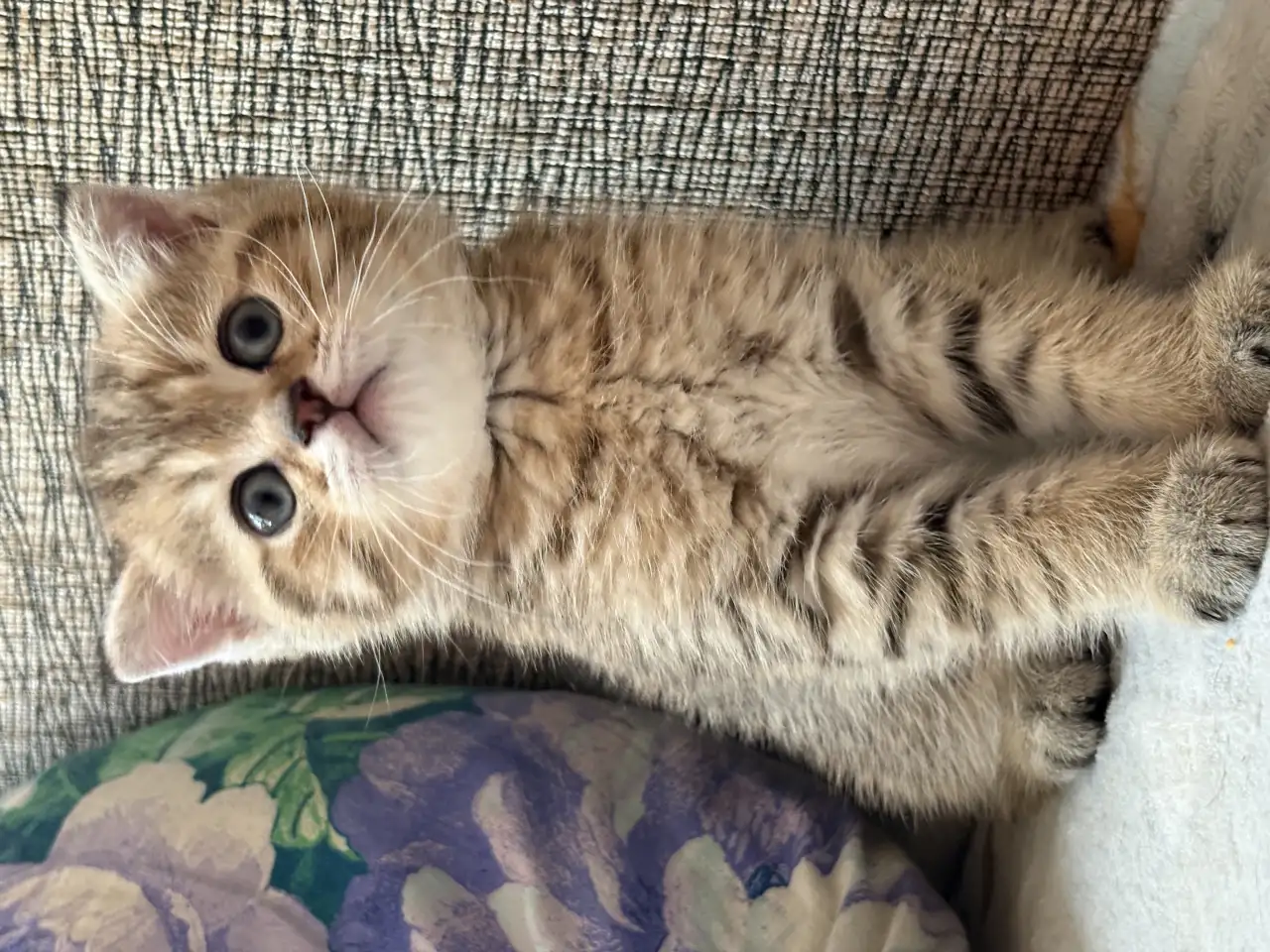 Коты шотландские, фотография 3