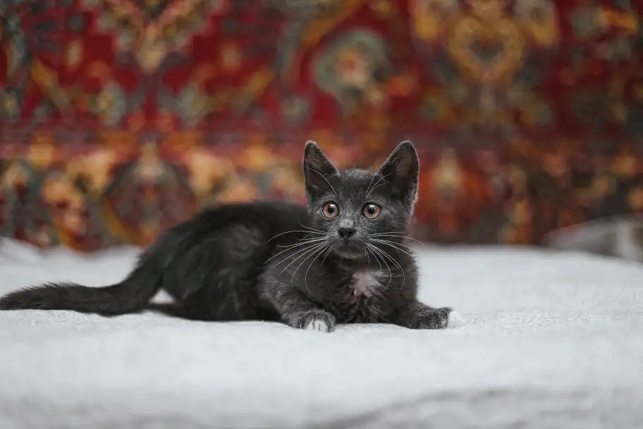 Милейший котеночек Масик мечтает найти семью!, фотография 3