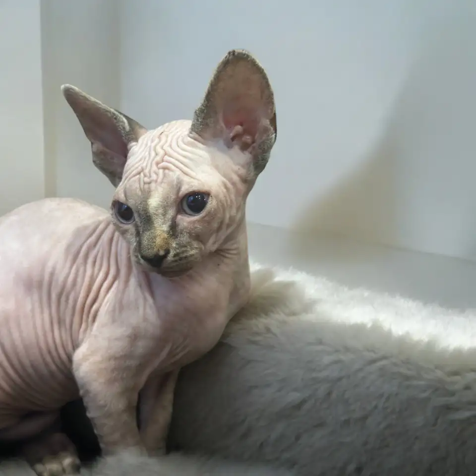 Канадский сфинкс котята, фотография 3