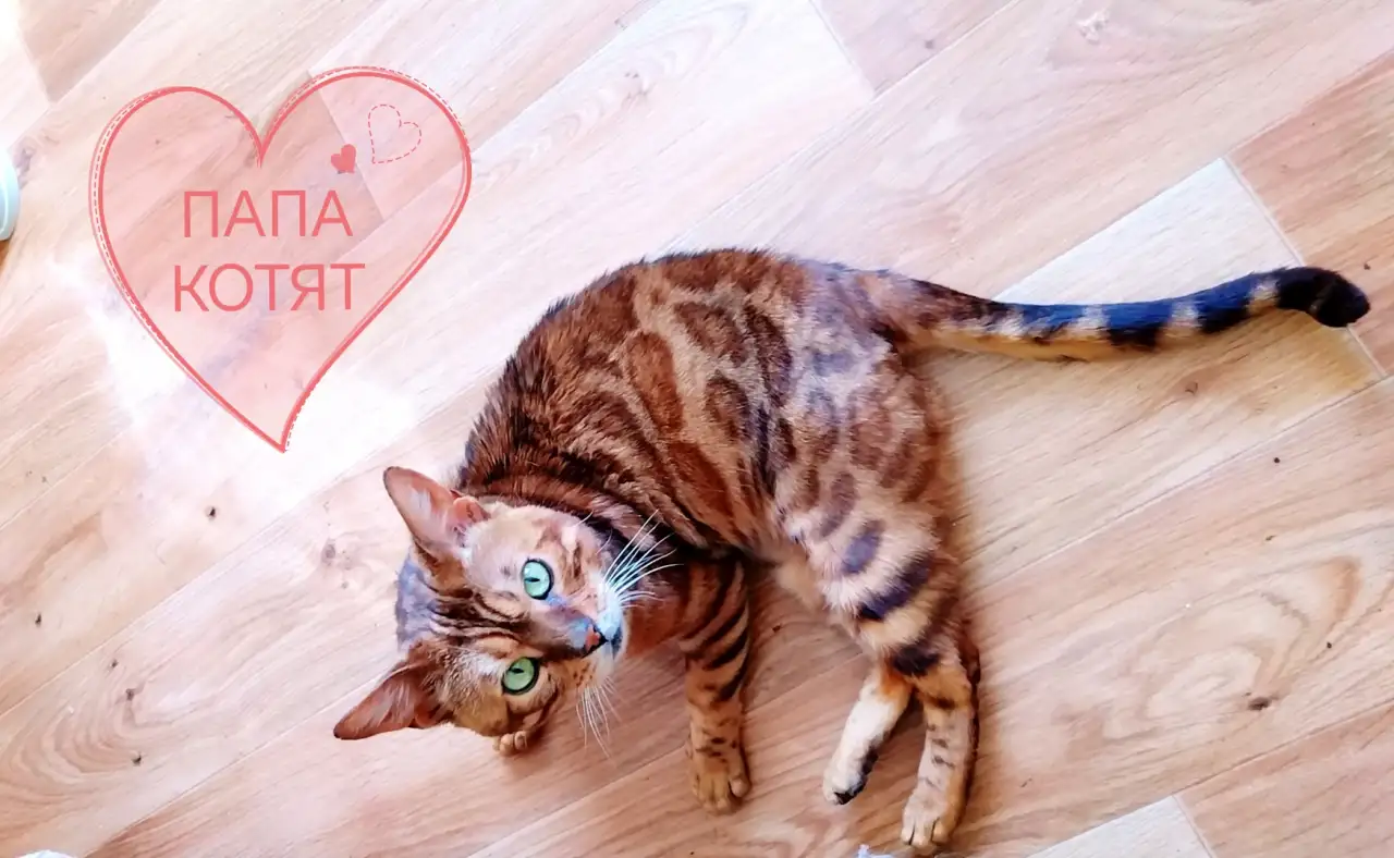 Роскошные бенгальские котята, фотография 11