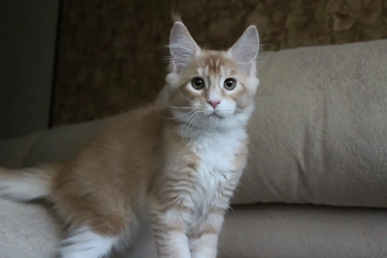 Шикарный котик Мейн-кун!, фотография 3