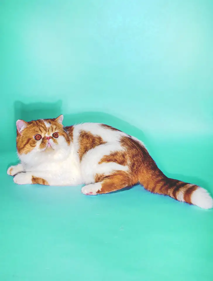 Экзотический кот Гарфилд. Даром., фотография 11