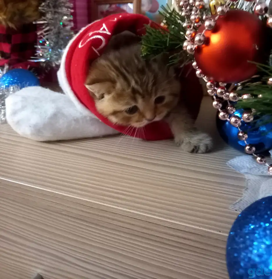 Шотландские котята, фотография 2