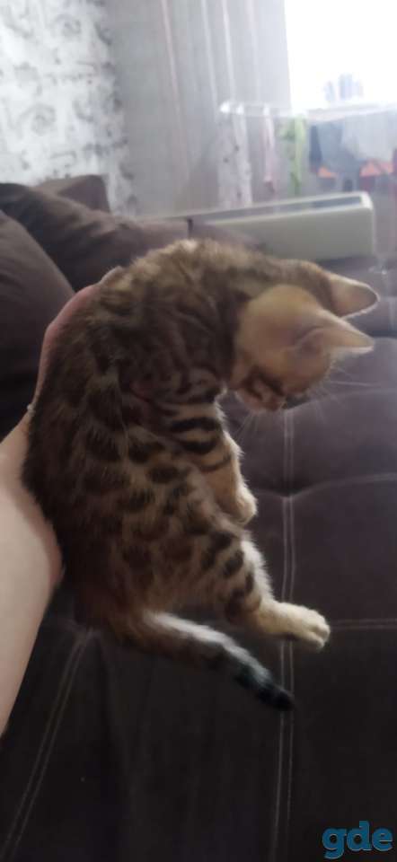 Котята бенгальской породы, фотография 4
