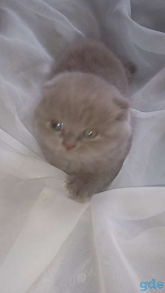 Шотландский котенок, фотография 13