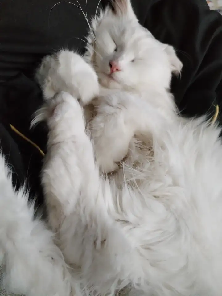 Кот и котята, фотография 5