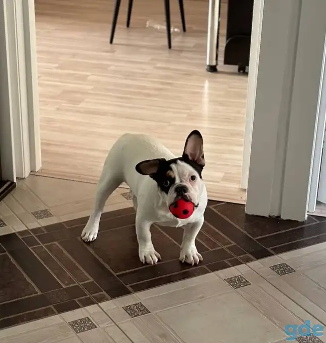 Французский бульдог, фотография 1