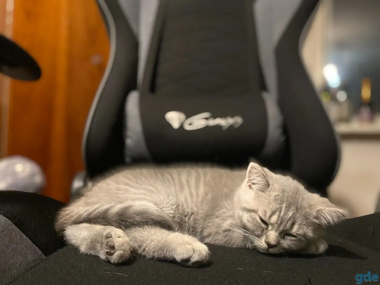 Шотландские котята, фотография 12