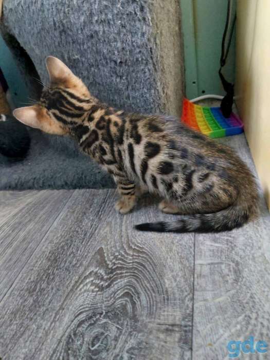 Бенгальская кошка, фотография 6