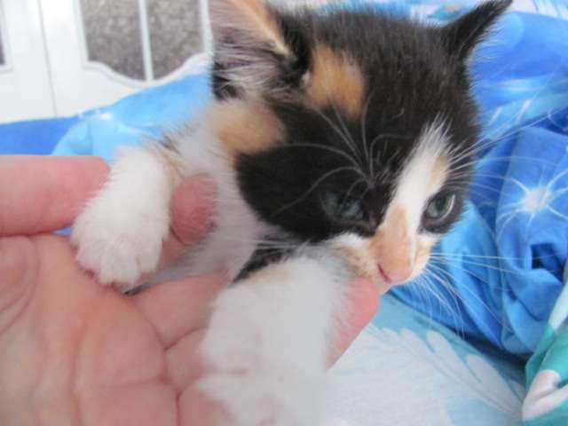 Бесплатно котенок, фотография 1
