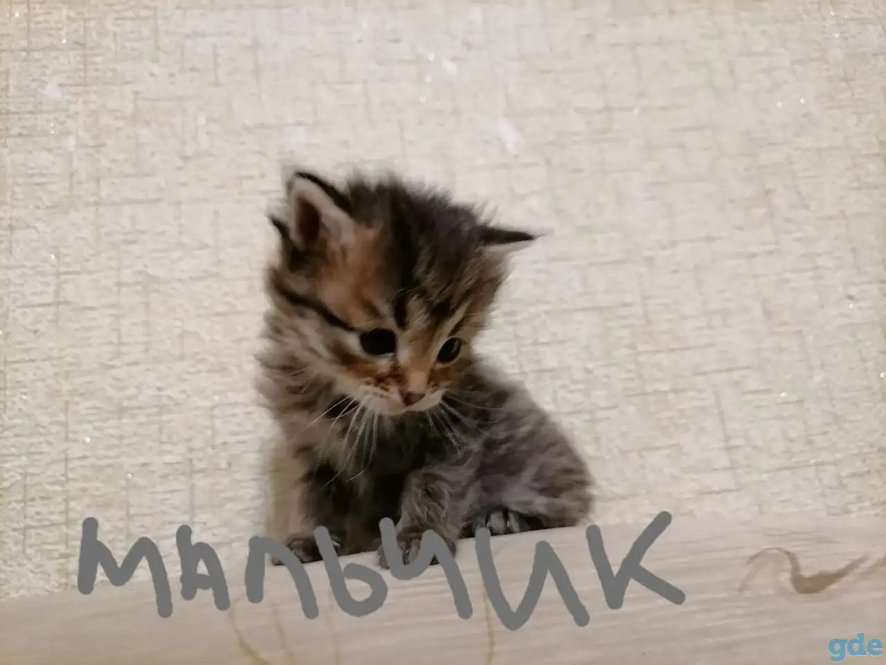 Котята, фотография 3