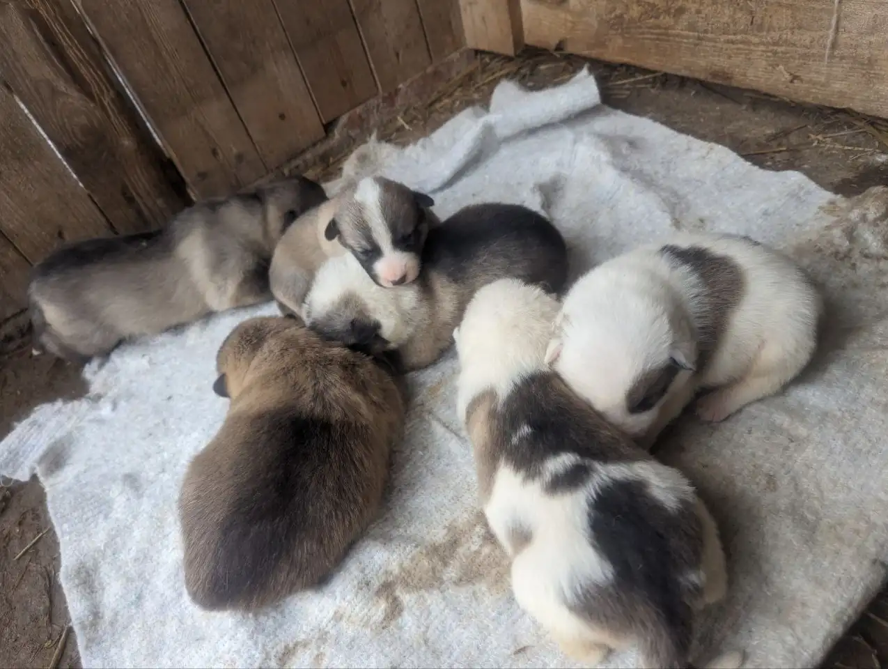 Продам щенков западно сибирской лайки, фотография 3