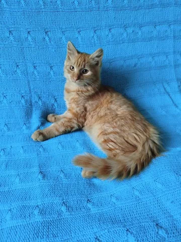 Рыжий, честный, влюбленный Лион, фотография 2