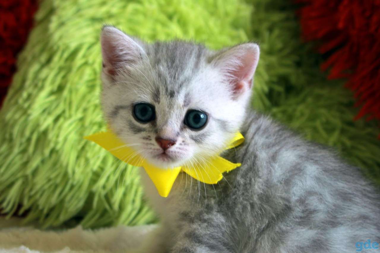 Шотландские котята, фотография 8