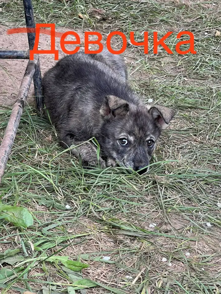 Щенок ищет семью, фотография 3