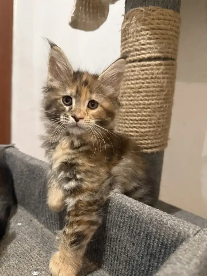Котята мейн-кун, фотография 3