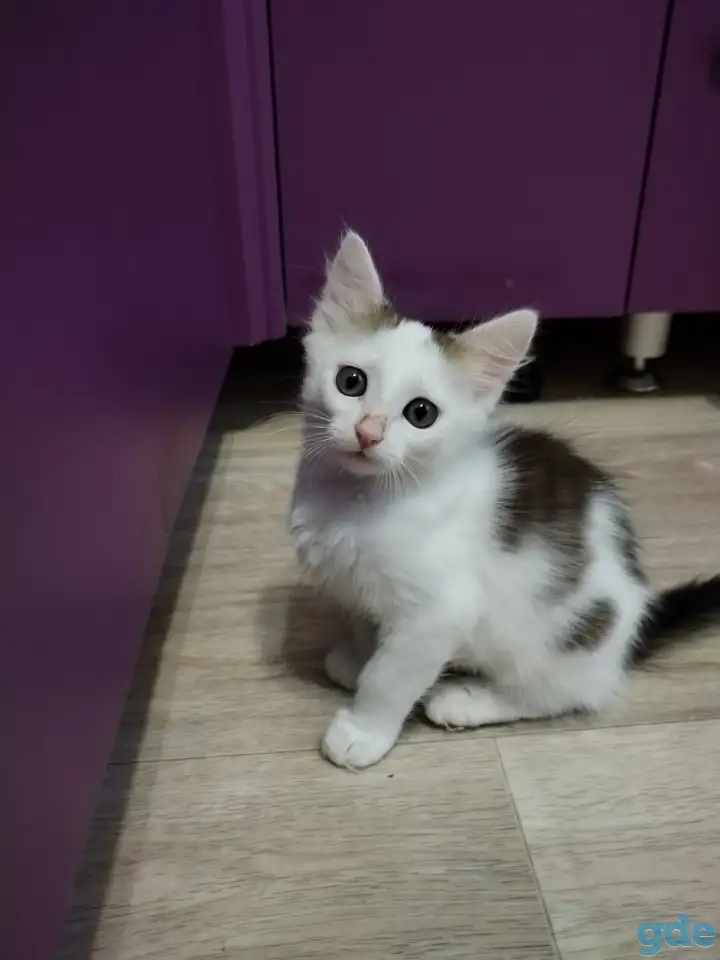 Котёнок-девочка, фотография 1