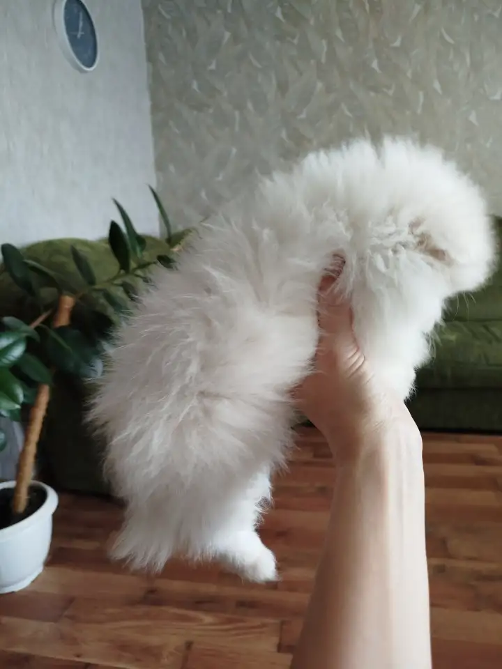 Щенки шпица, фотография 2