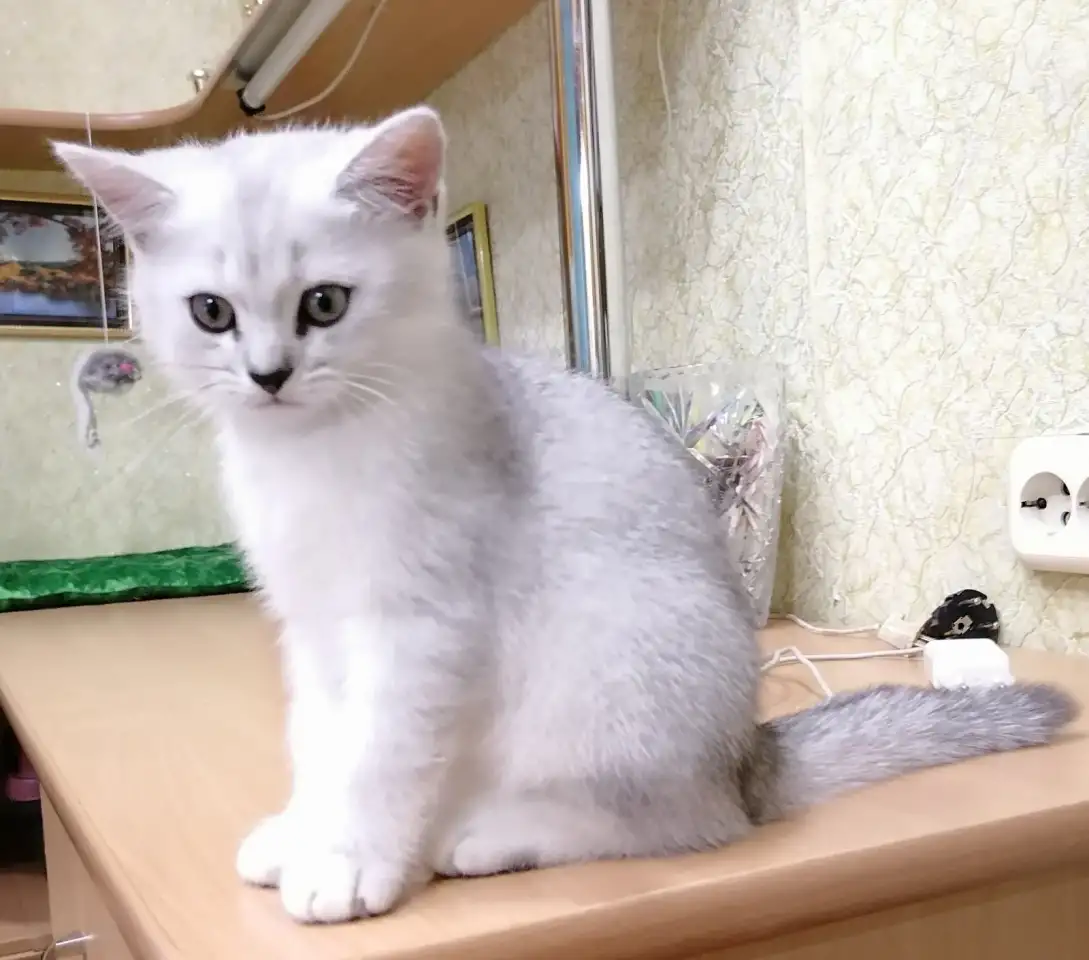 Британские серебристые котята, фотография 1