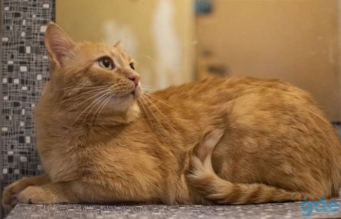 Рыжий кот Симба в добрые руки, фотография 3