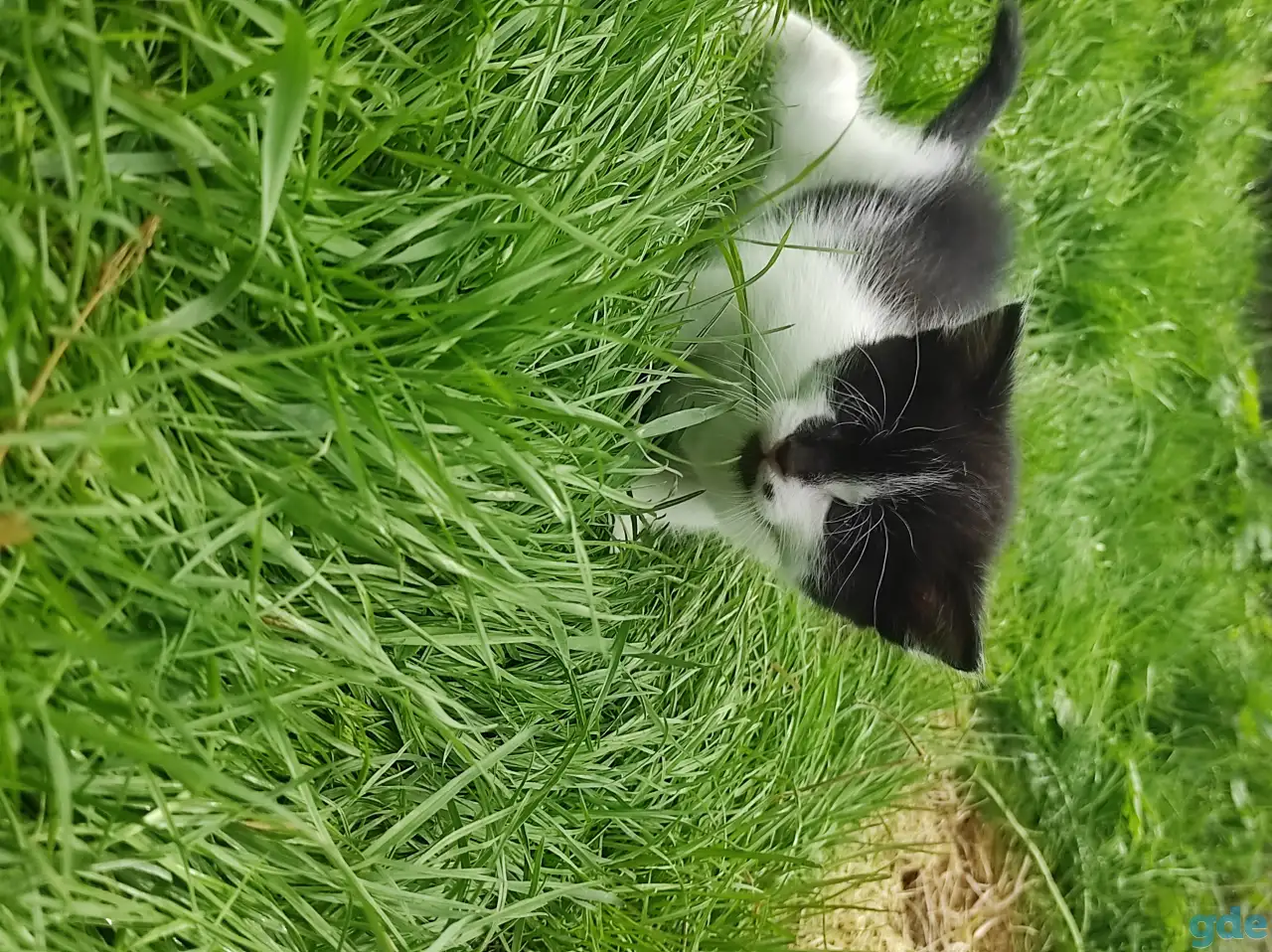 Котята (3 недели), фотография 5