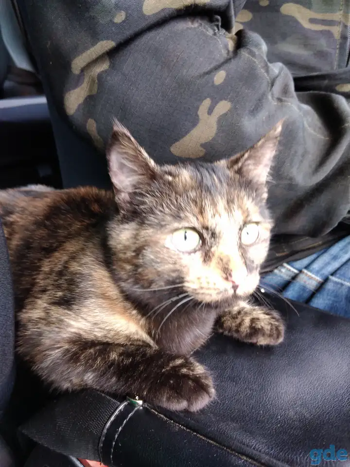 В хорошие руки, фотография 1