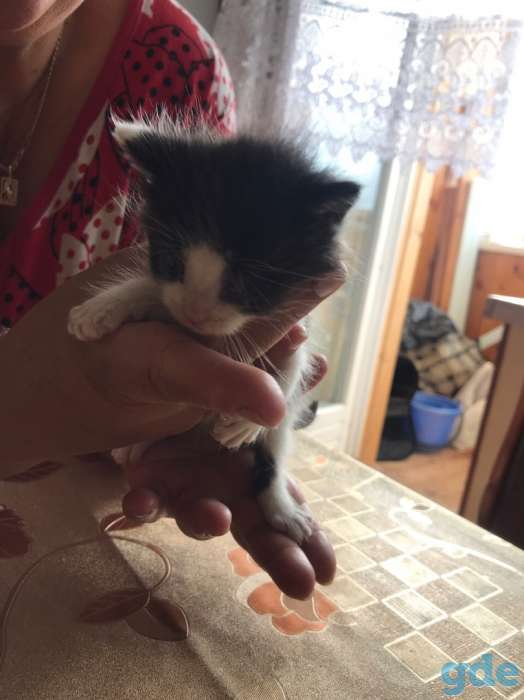Отдам котяток даром, фотография 4