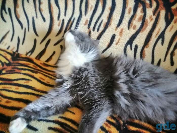 Продам турецкую ангору кота Макса, фотография 2