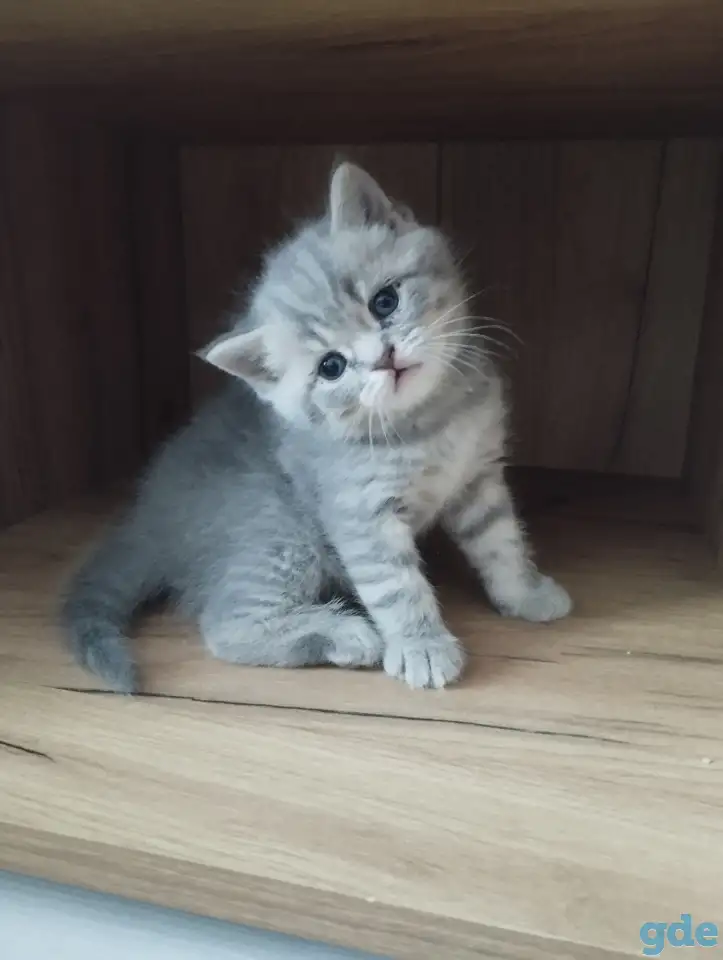 Шотландские котята, фотография 7
