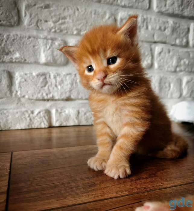 Котята мейн-кун от правильной вязки, фотография 5