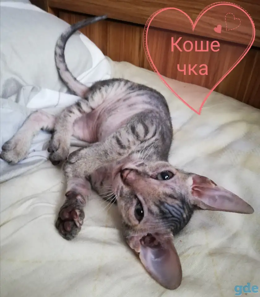 Котята Донского сфинкса, фотография 1