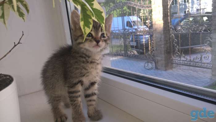 Игривые котята, фотография 2