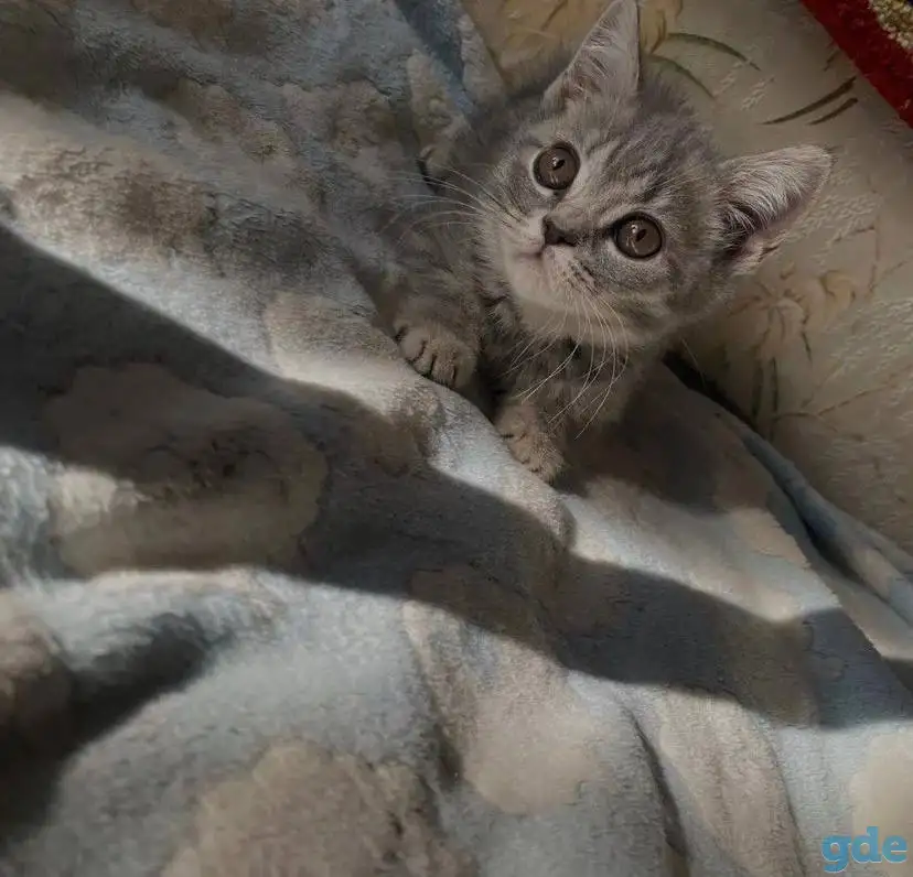 Британские котята, фотография 1