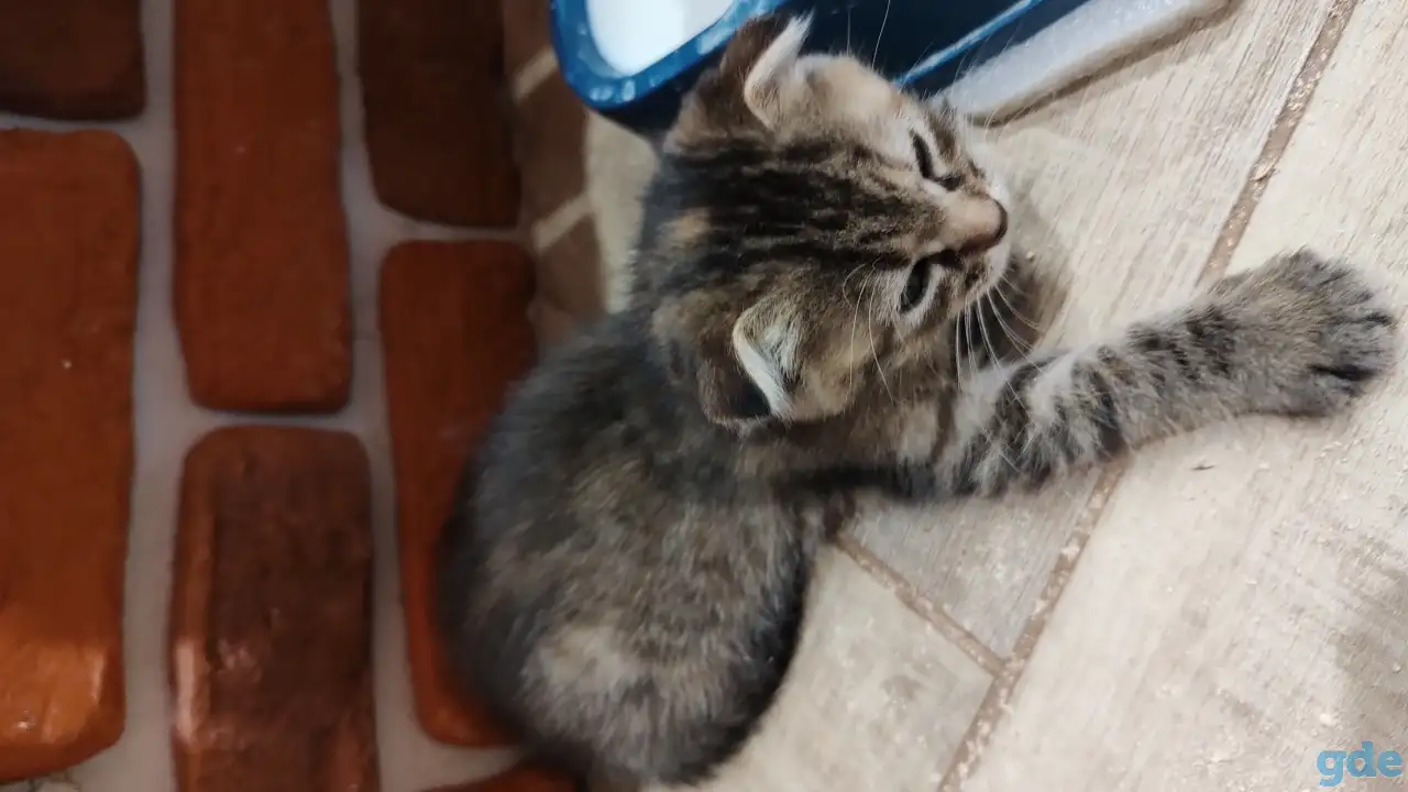 Котята в добрые руки, фотография 2