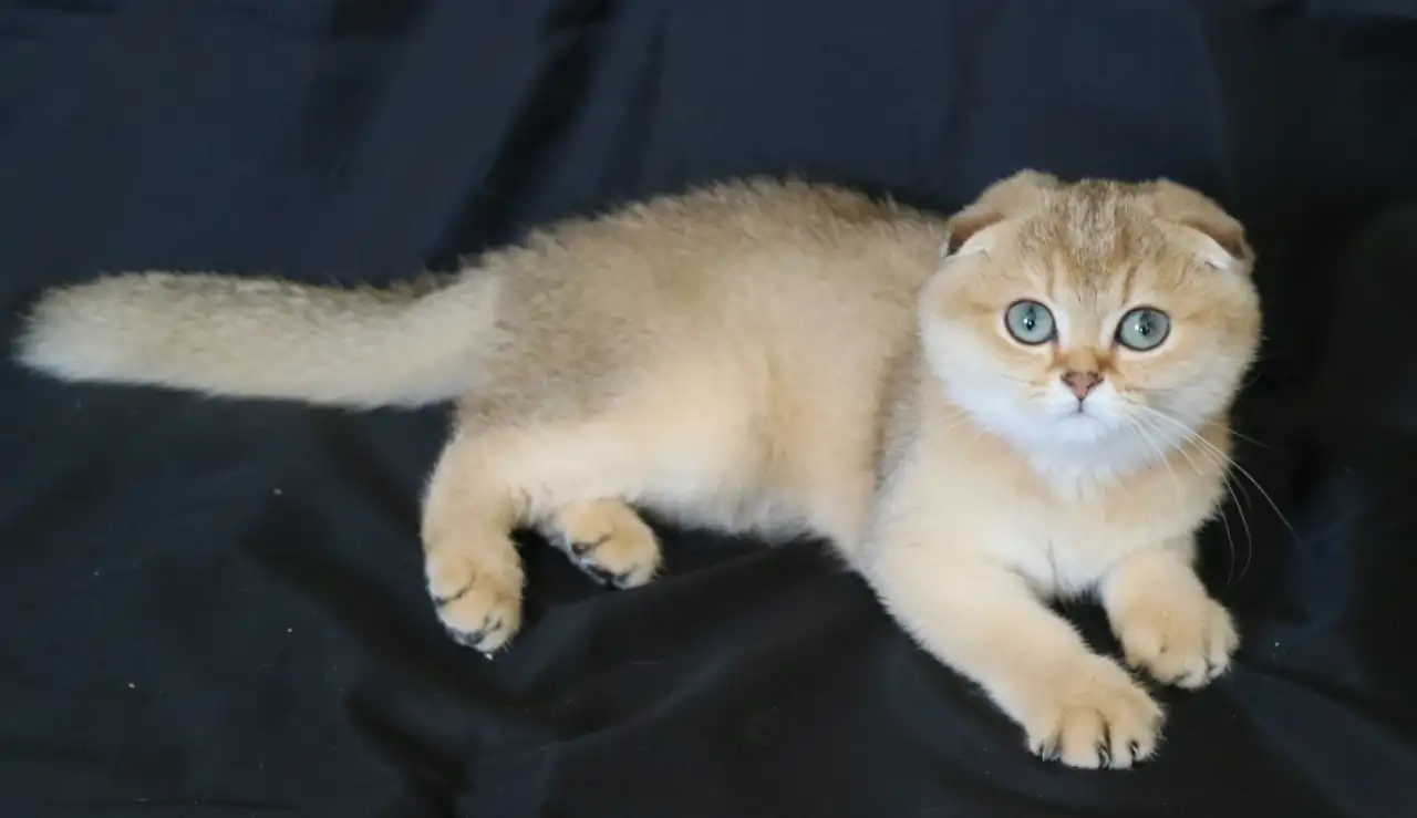 Шотландские котята, фотография 8
