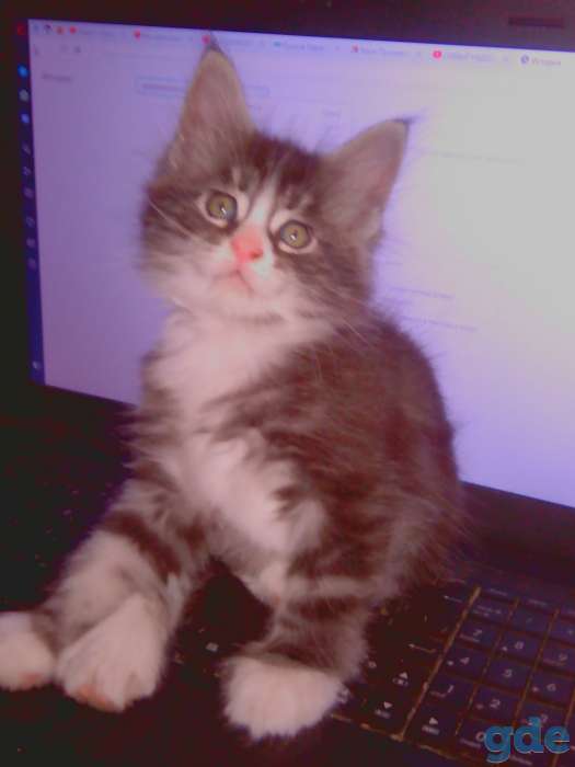 котята мейн кун, фотография 7
