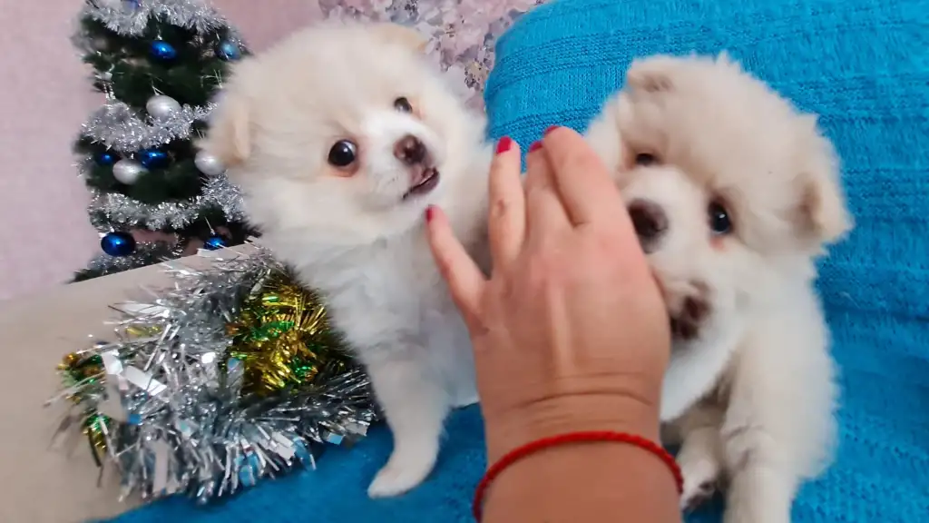 Продажа щенков померанского шпица, фотография 6
