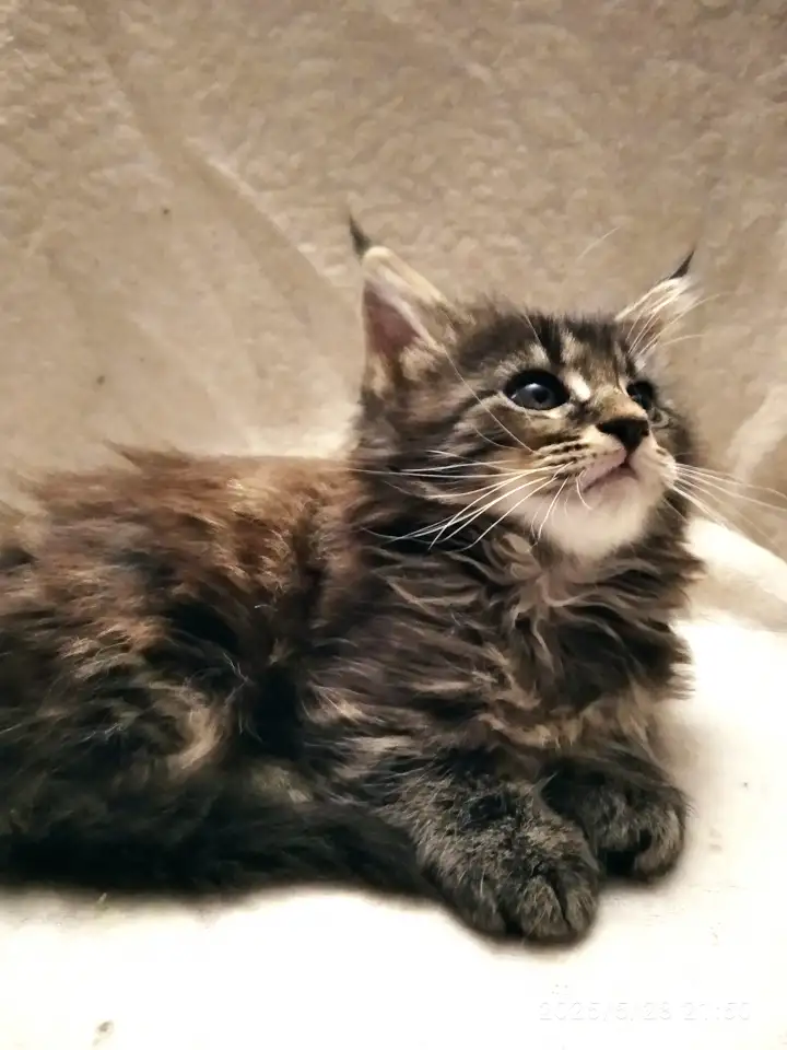 Продаются котята, фотография 3