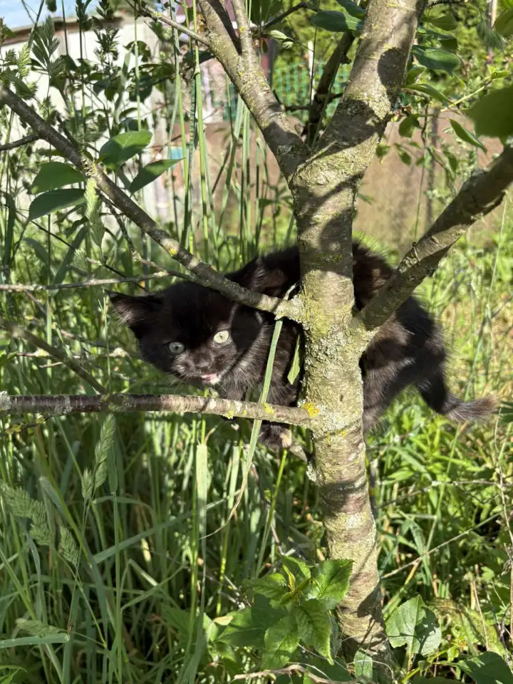 Котята в добрые руки, фотография 5