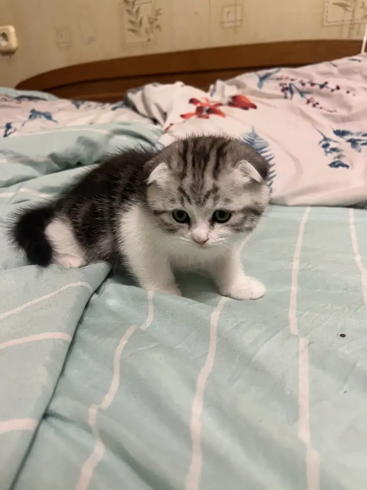 Шотландские котята, фотография 9