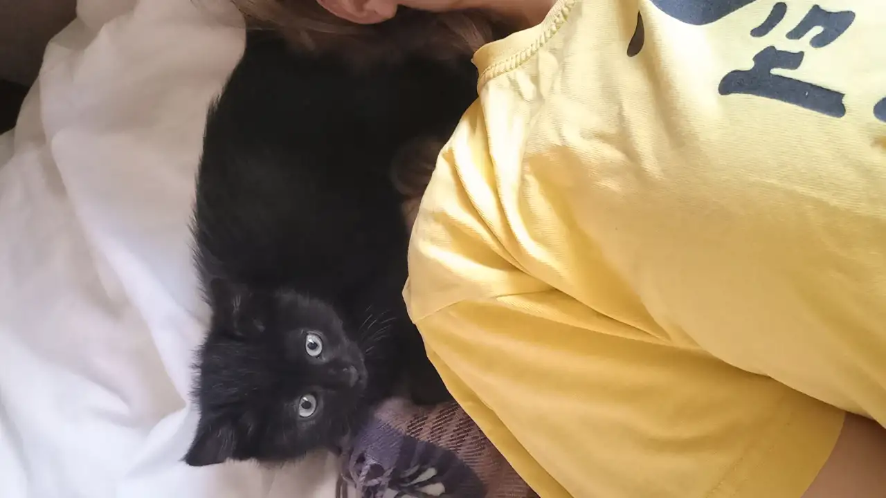 Котята, мальчики, фотография 7