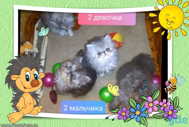 Персидские котята. Экстремалы., фотография 2