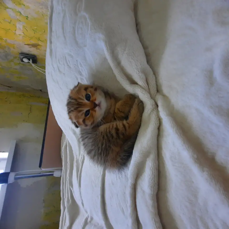 Шотландский вислоухий котенок, фотография 5